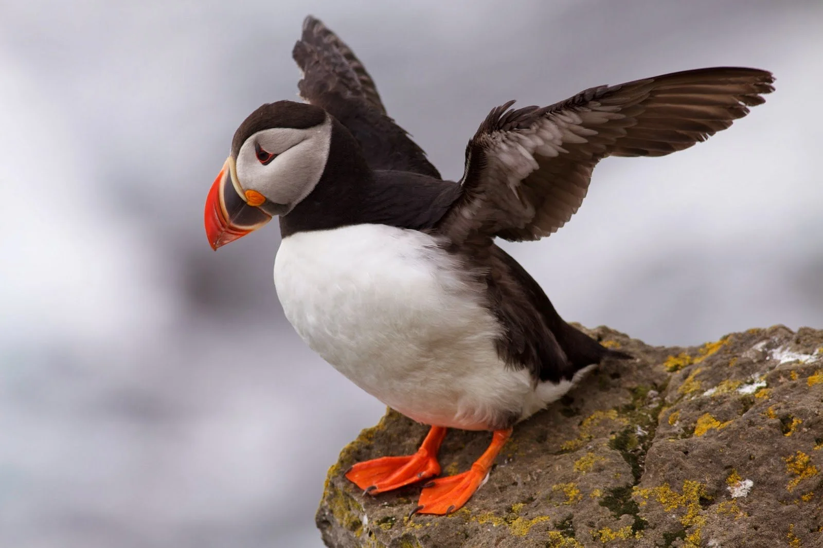 A puffin with wings outstretched standing on a rocky surface.