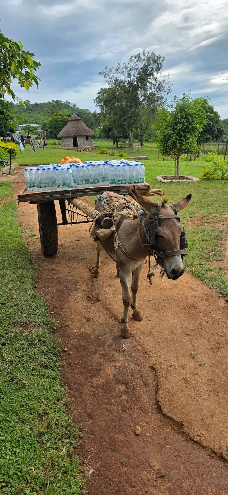 A donkey pulling a wooden cart loaded with bottled water on a dirt path in a rural setting with trees, grass, a small house with a thatched roof, and cloudy sky in the background.