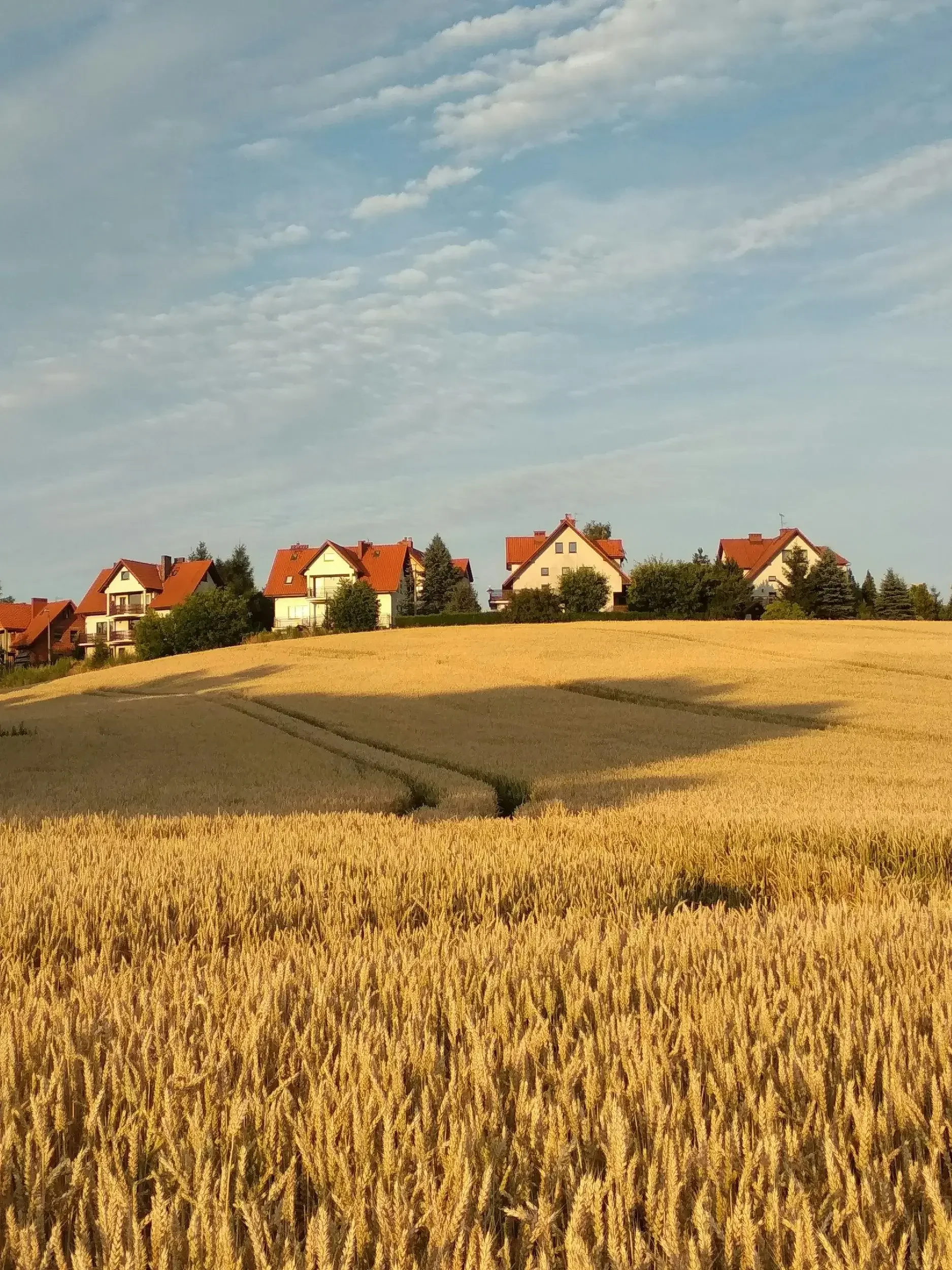 A rural scene with a field of mature wheat, a small hill, and a row of houses with red roofs in the background under a partly cloudy sky.