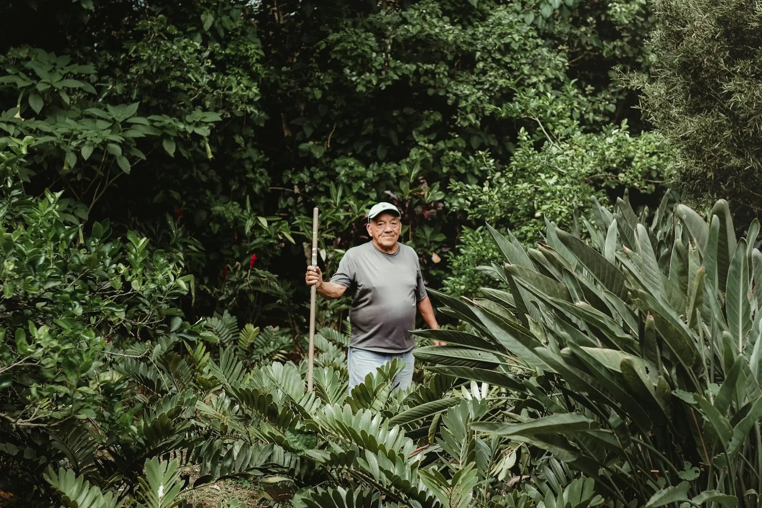 An elderly man with a gray shirt and baseball cap holds a walking stick in a lush, green garden or forest area, surrounded by various dense green plants and trees.