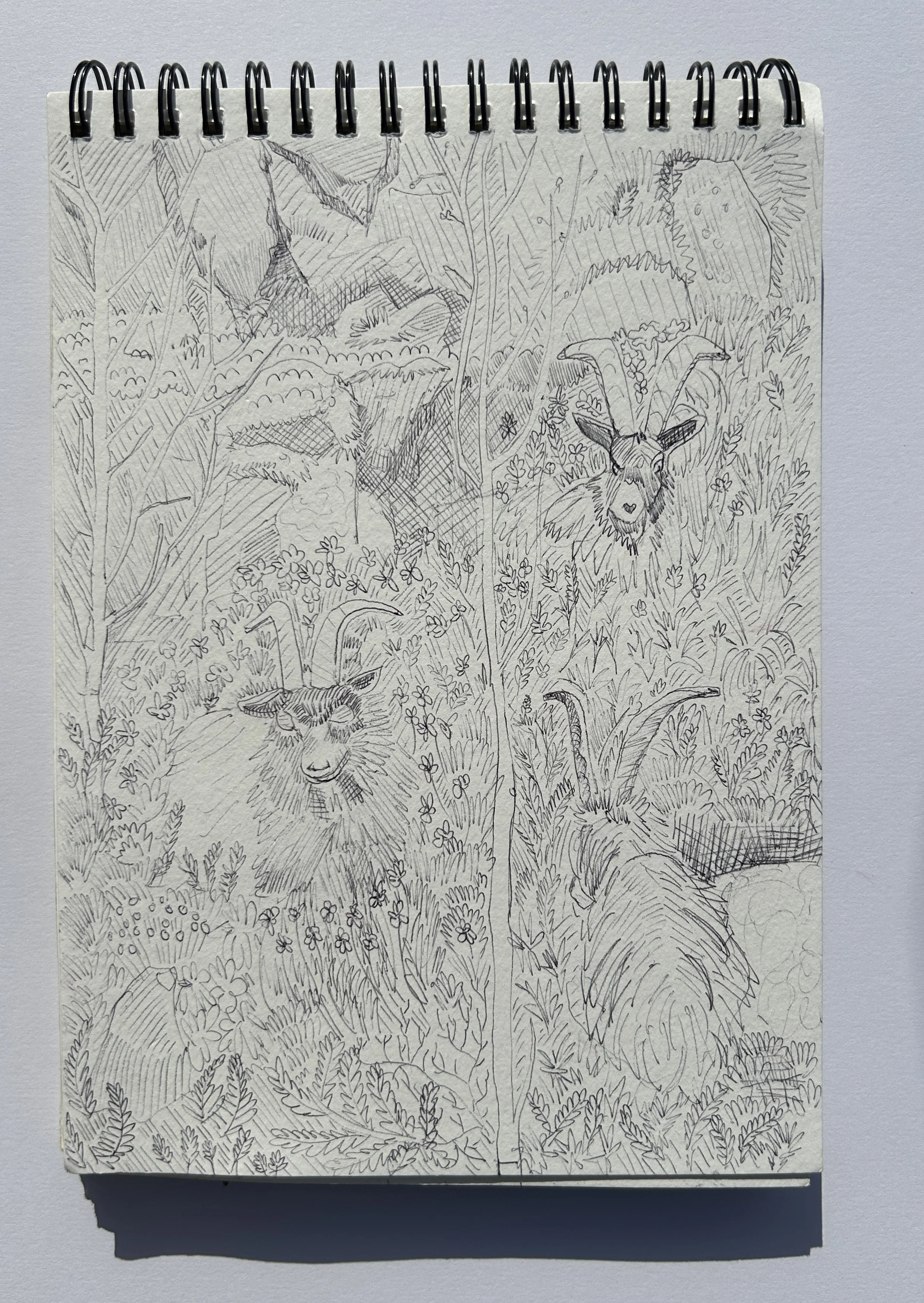 Biro sketch of mountain goats, Wales, 2026