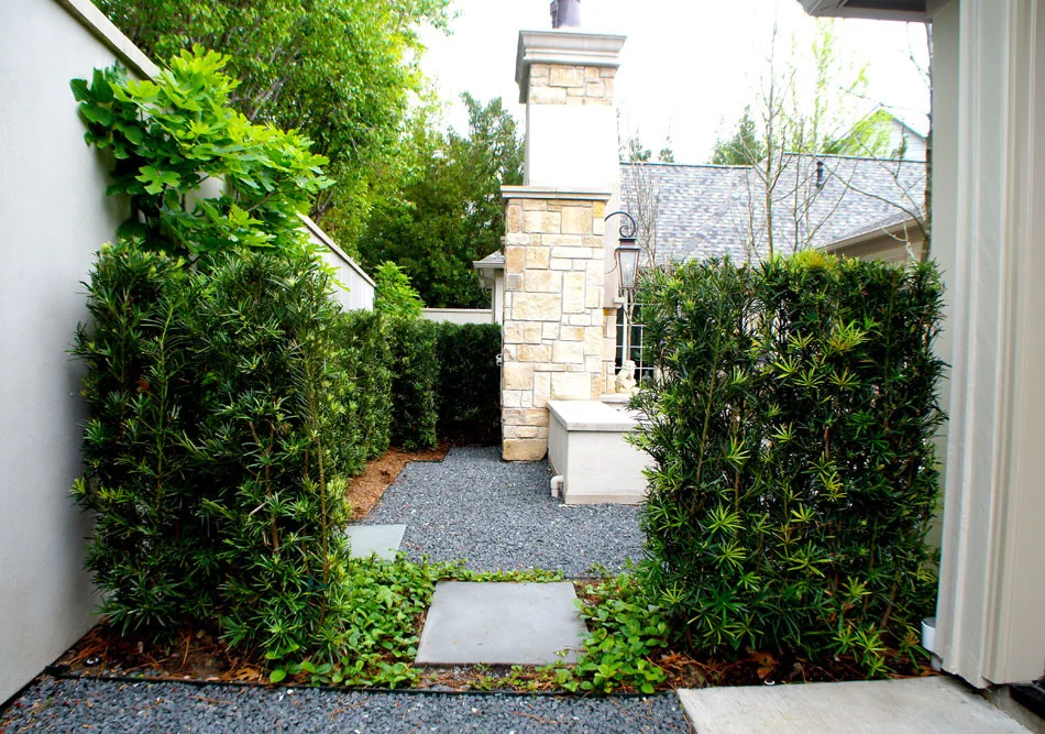 View from the side yard entering the courtyard. Japanese Yews and Sandy Leaf Fig Ivy separate the two spaces.