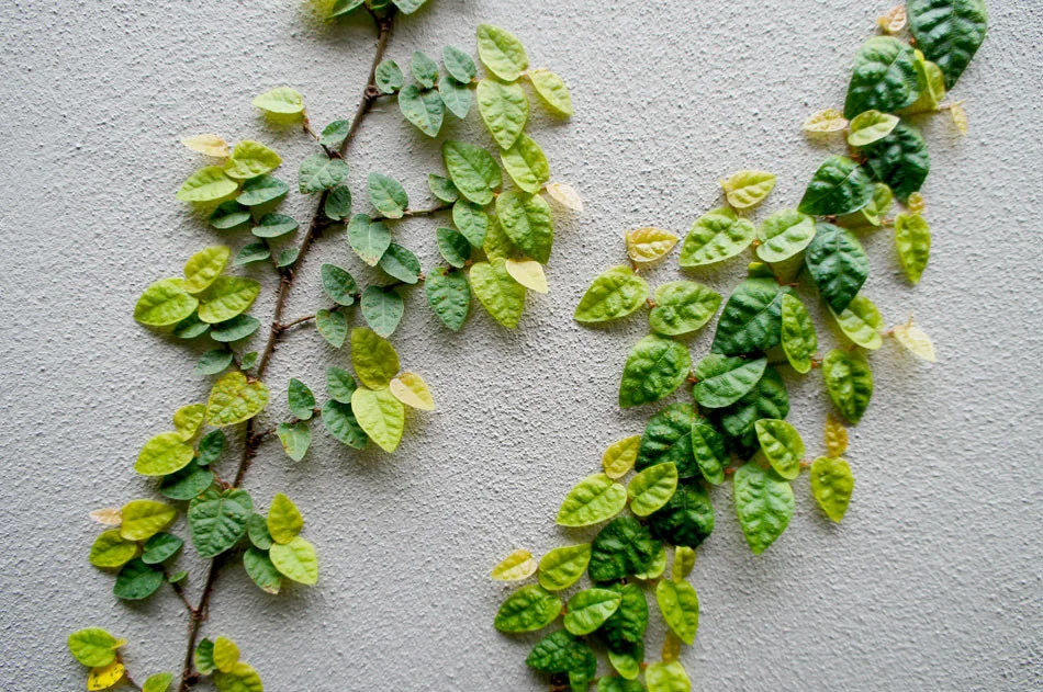 Close up of fig ivy.