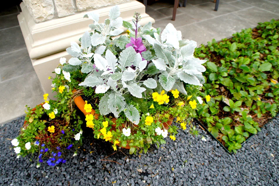 Dusty Miller with an array of seasonal color adds visual interest to this otherwise monochromatic courtyard.