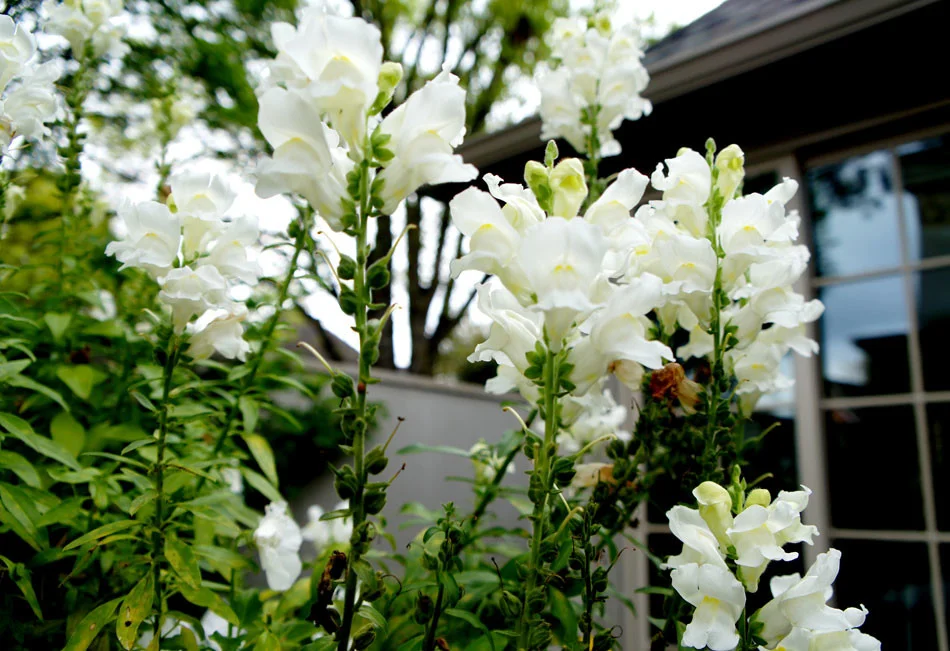 White snapdragons in full bloom.
