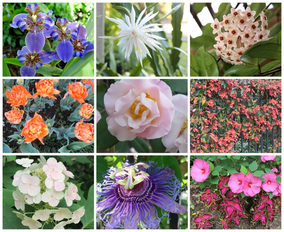 (From left to right) Iris Apostle Plant, Cereus, Hoya, Tulip, Camelia, Tangerine Cross Vine, Oak Leaf Hydrangea, Passion Flower, Hibiscus and Coleus