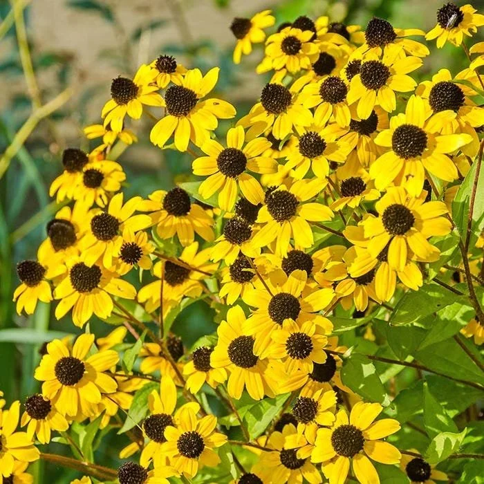 Eye-Popping Summer Blooms