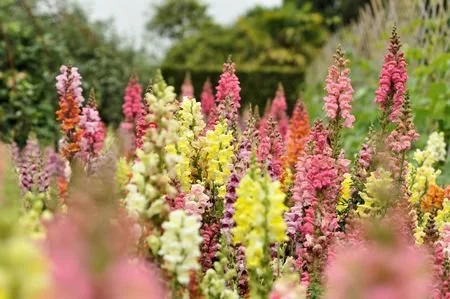 Is your garden ready for Spring?
