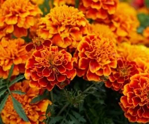 5 Plants for your Fall Landscape