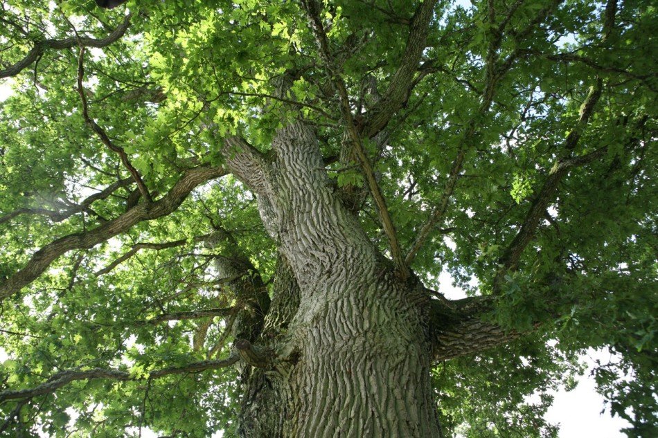 THIS WILL CHANGE YOUR TREE’S LIFE