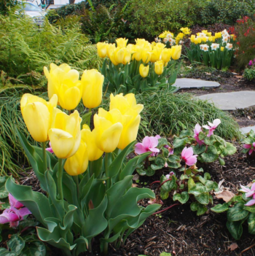 TIME TO PLANT TULIPS!