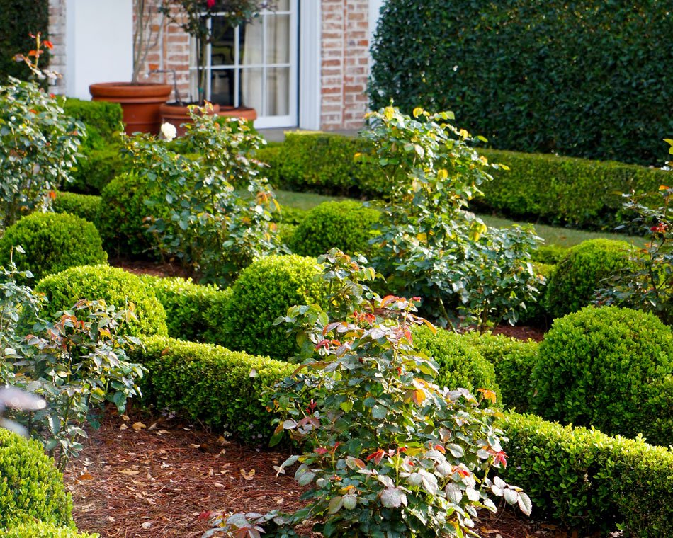 ROSE CARE TIPS FOR HOUSTONIANS