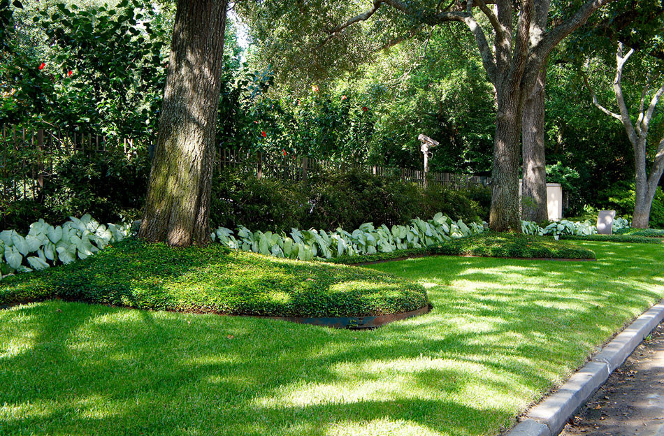 Oak trees line the entrance and are nestled in beds of english ivy. White caladium line the space and offer an interested color contrast.