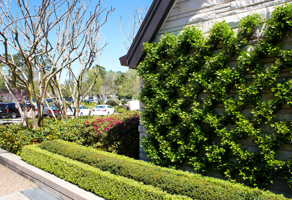 Confederate Jasmine climbs a diamond trellis while two rows of pruned boxwood hedges line the walk.