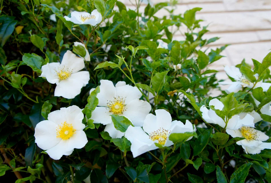 Close up of the Cherokee Climbing Rose