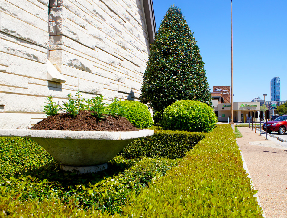 Color planters sit within a geometric boxwood frame that is anchored by boxwood globes and a cone-shaped Oakleaf Holly.