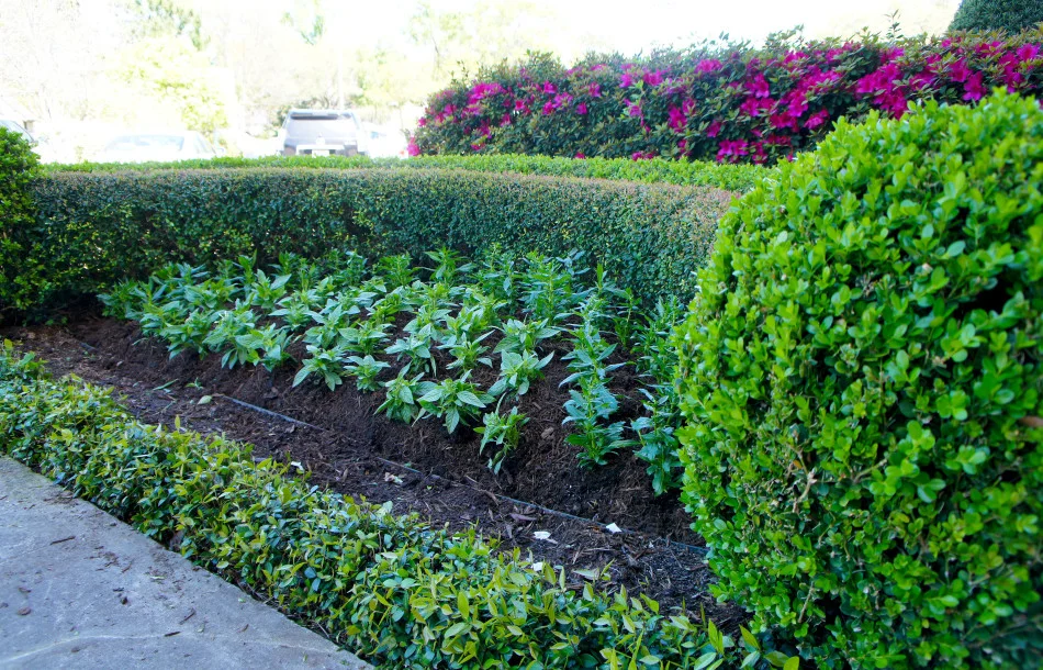 Freshly planted spring color bed framed by sharply trimmed boxwood hedges. The color will take a couple weeks to fully flush.