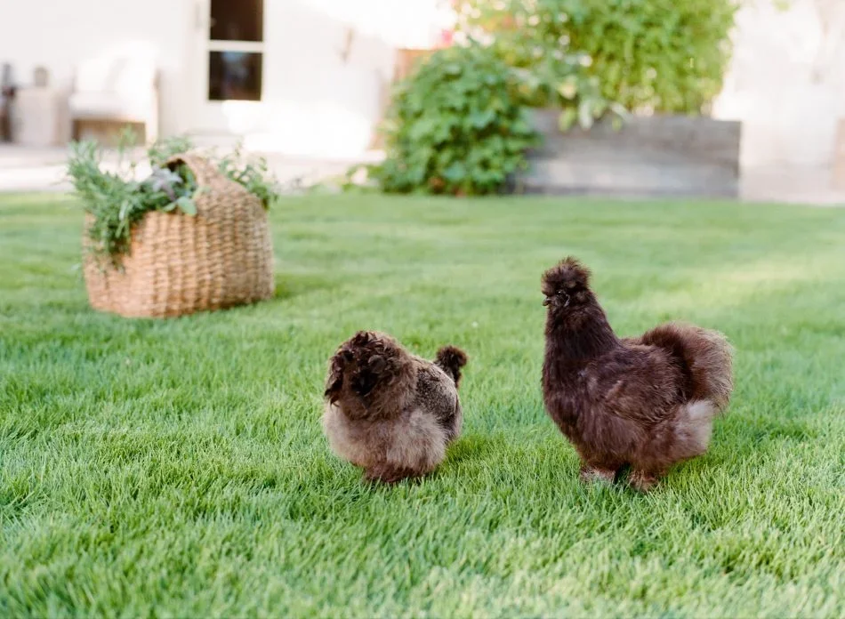 English Backyard Farm To Table