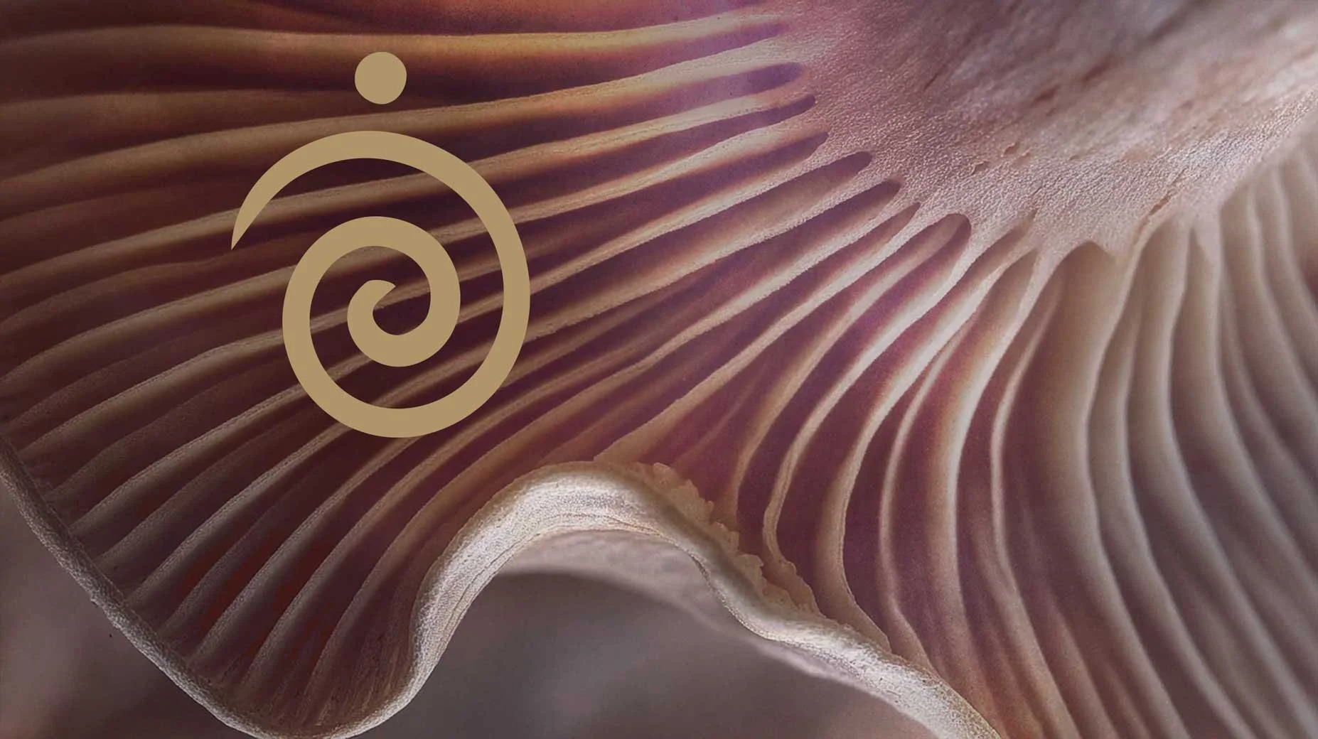 Sanum-Therapie Shivarati – goldenes Symbol auf Pilzlamellen-Makro, Mikrobiom Darmgesundheit Heilpraktiker Mülheim