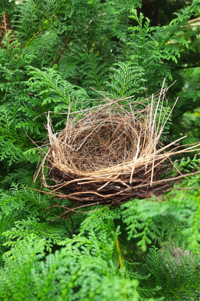 Empty birdnest made of twigs and grass on green fern leaves.