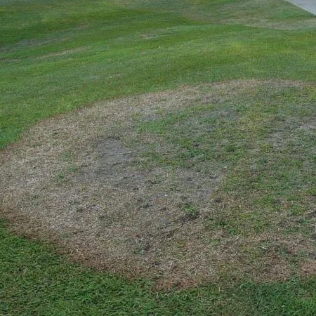 Watch for Large Patch This Fall