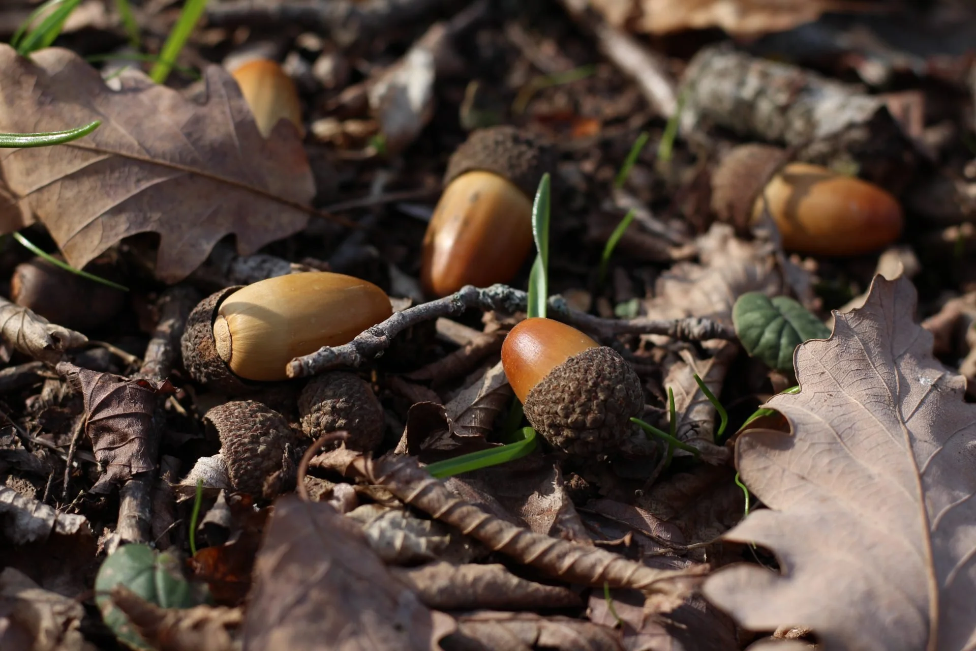 From Acorns, Oaks; From Justice, Joy