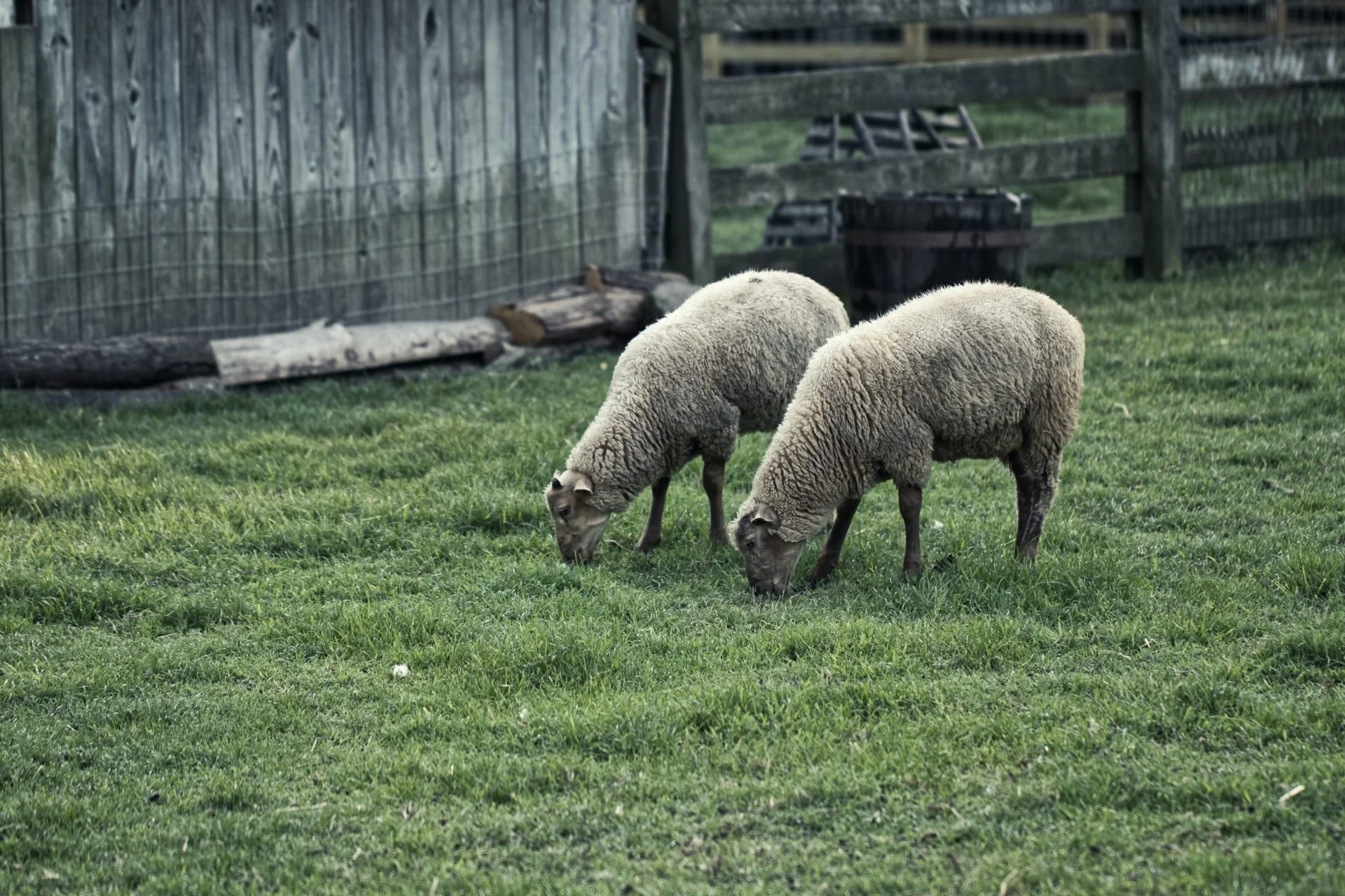 Earth Shepherds
