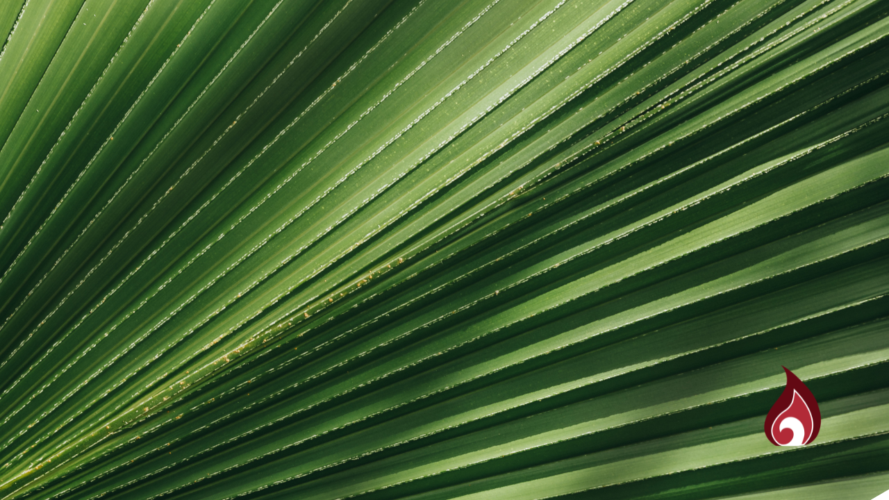 The Day of the Lords: A Palm Sunday Reflection on Two Parades and One Question
