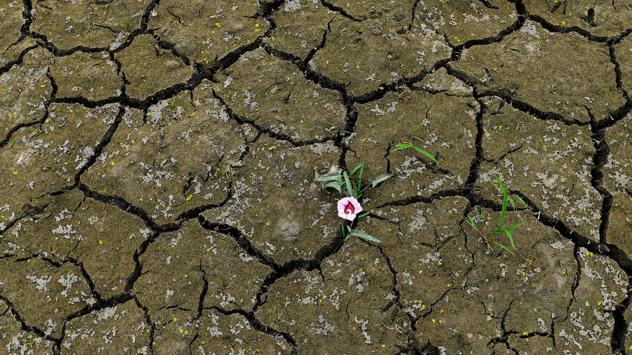 Creation is Groaning