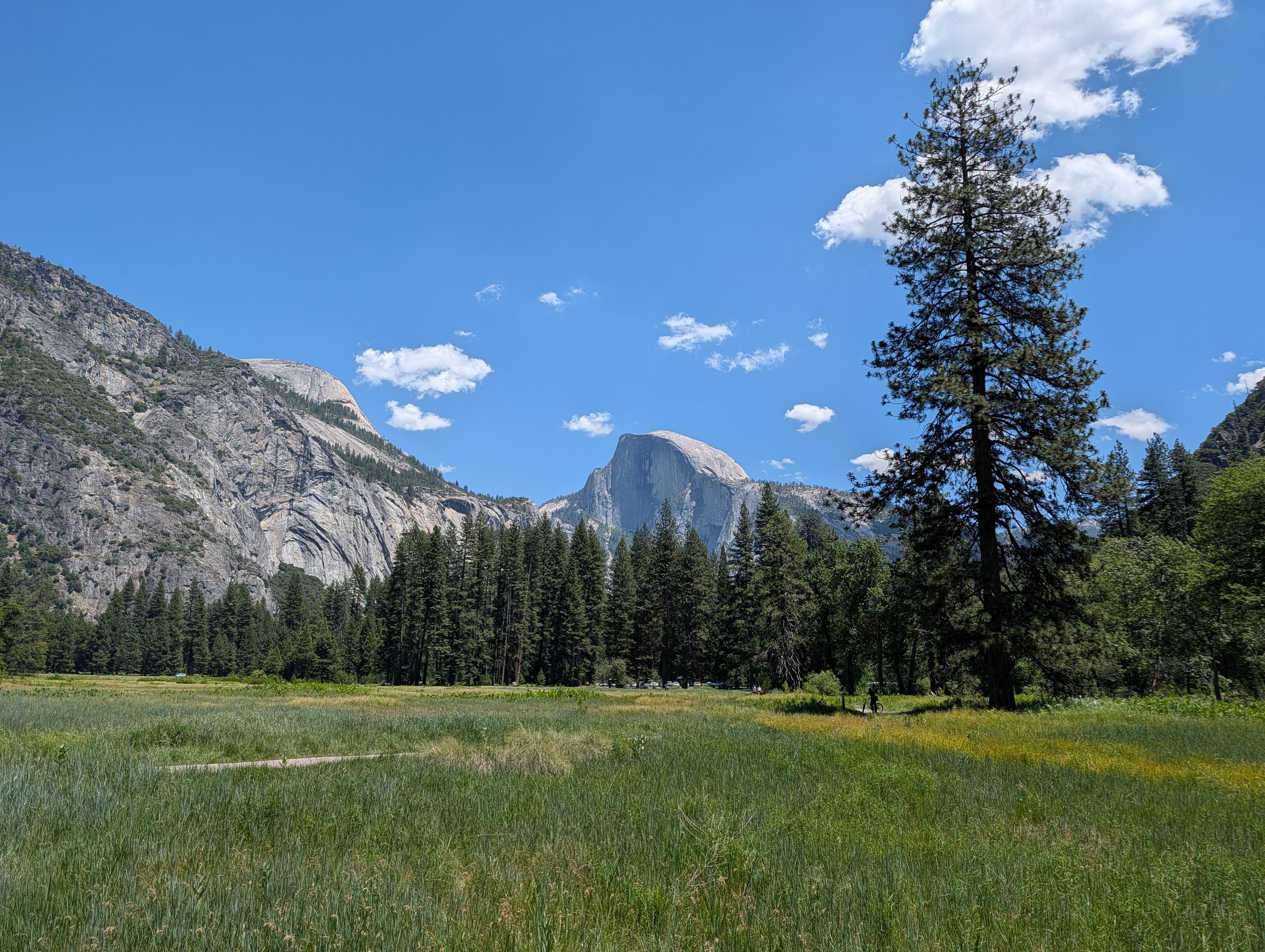 Scenic landscape of a meadow with tall green grass, surrounded by dense forest of pine trees, with mountain cliffs and rocky formations in the background under a bright blue sky with scattered clouds.