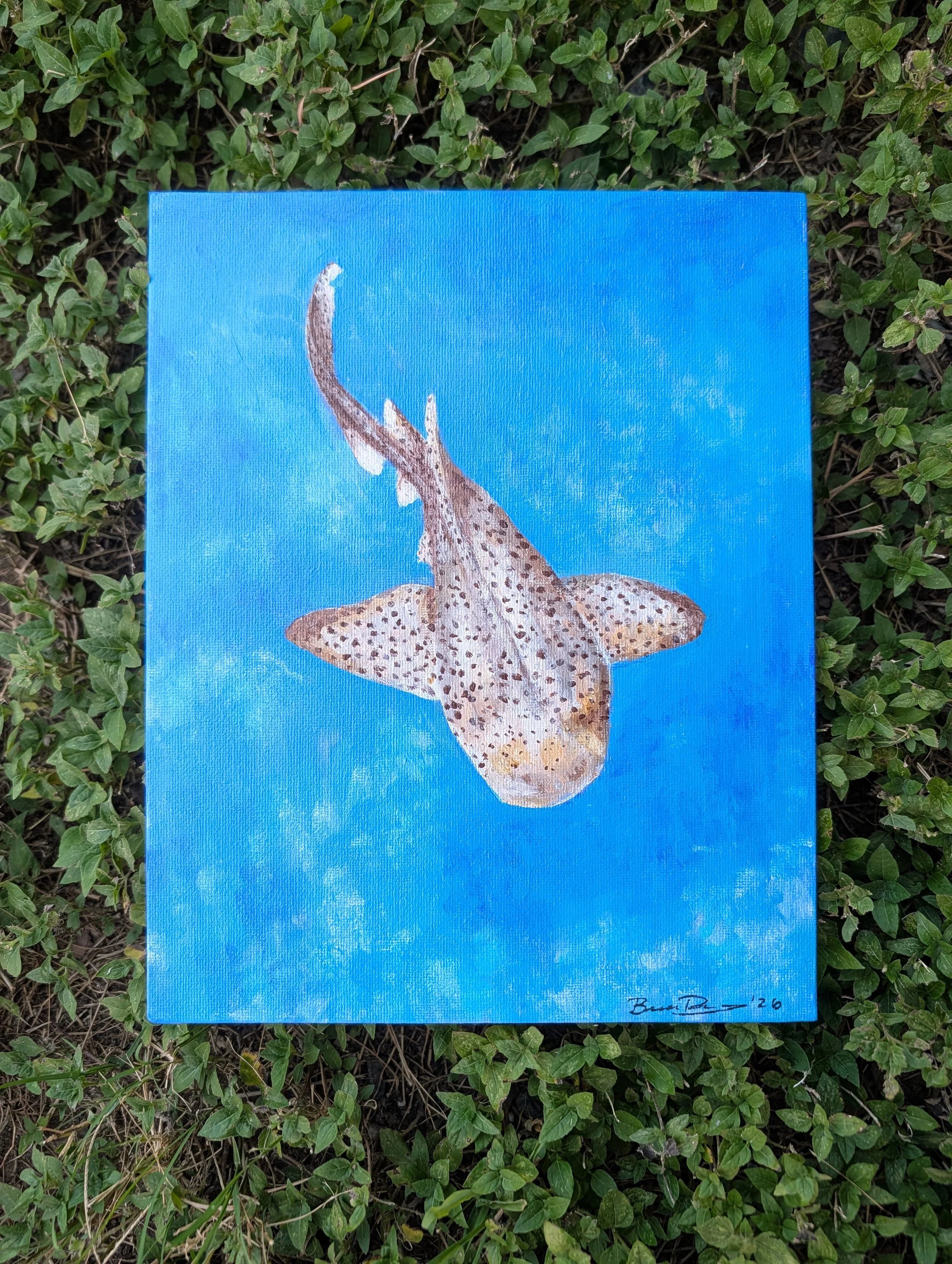 Leopard Shark