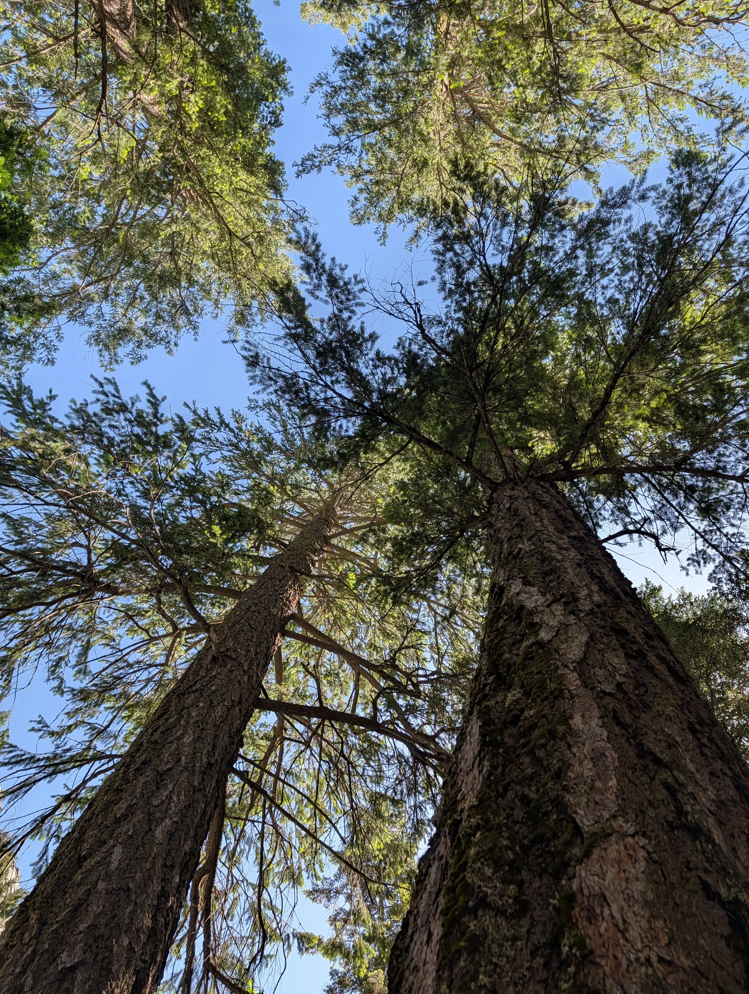 Looking up through the trees in a forest, with the blue sky visible through the branches and bright sunlight filtering through the green leaves.