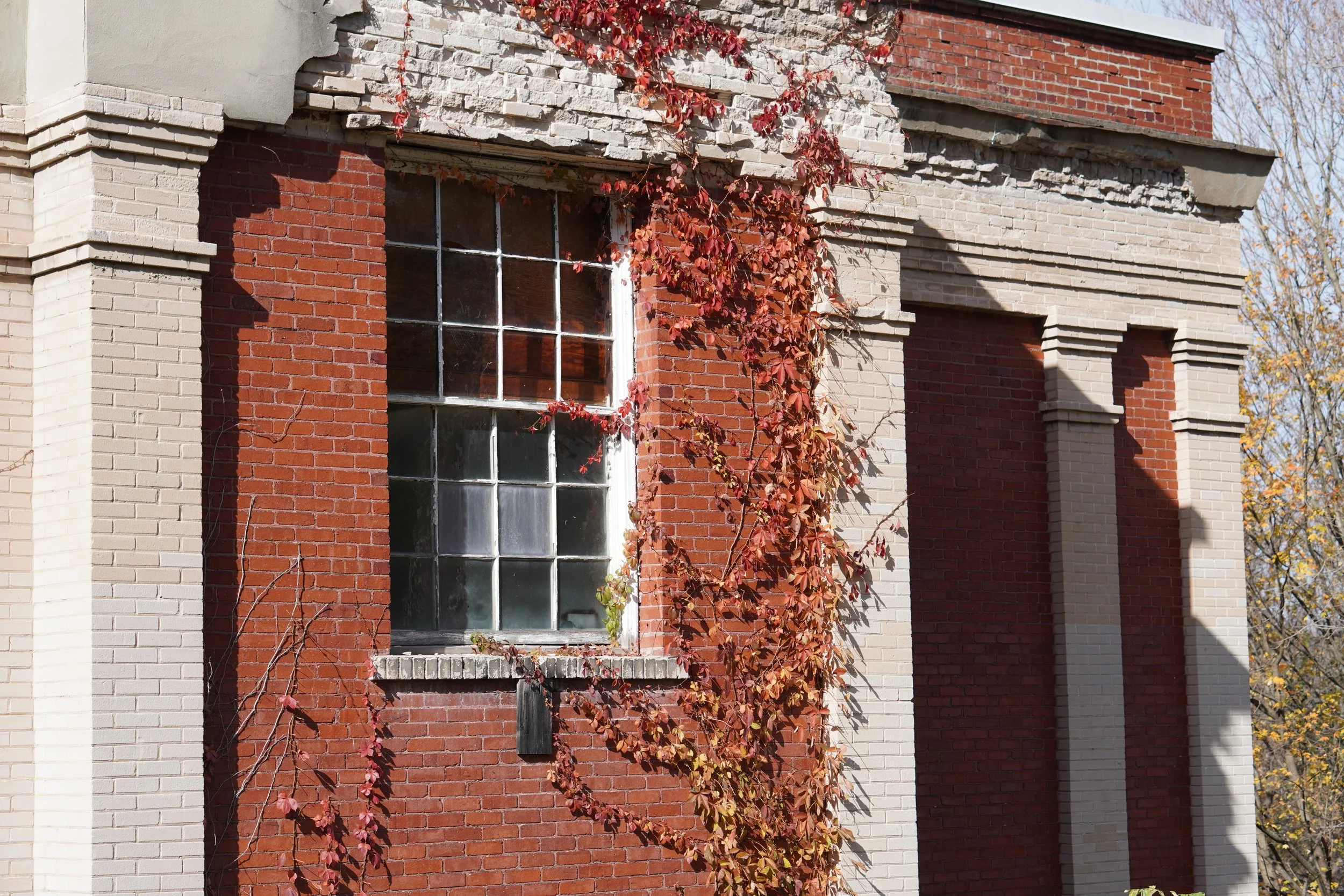 A partial view of a brick building with a large window, climbing red and green ivy, and architectural details like brick columns and a stone cornice.