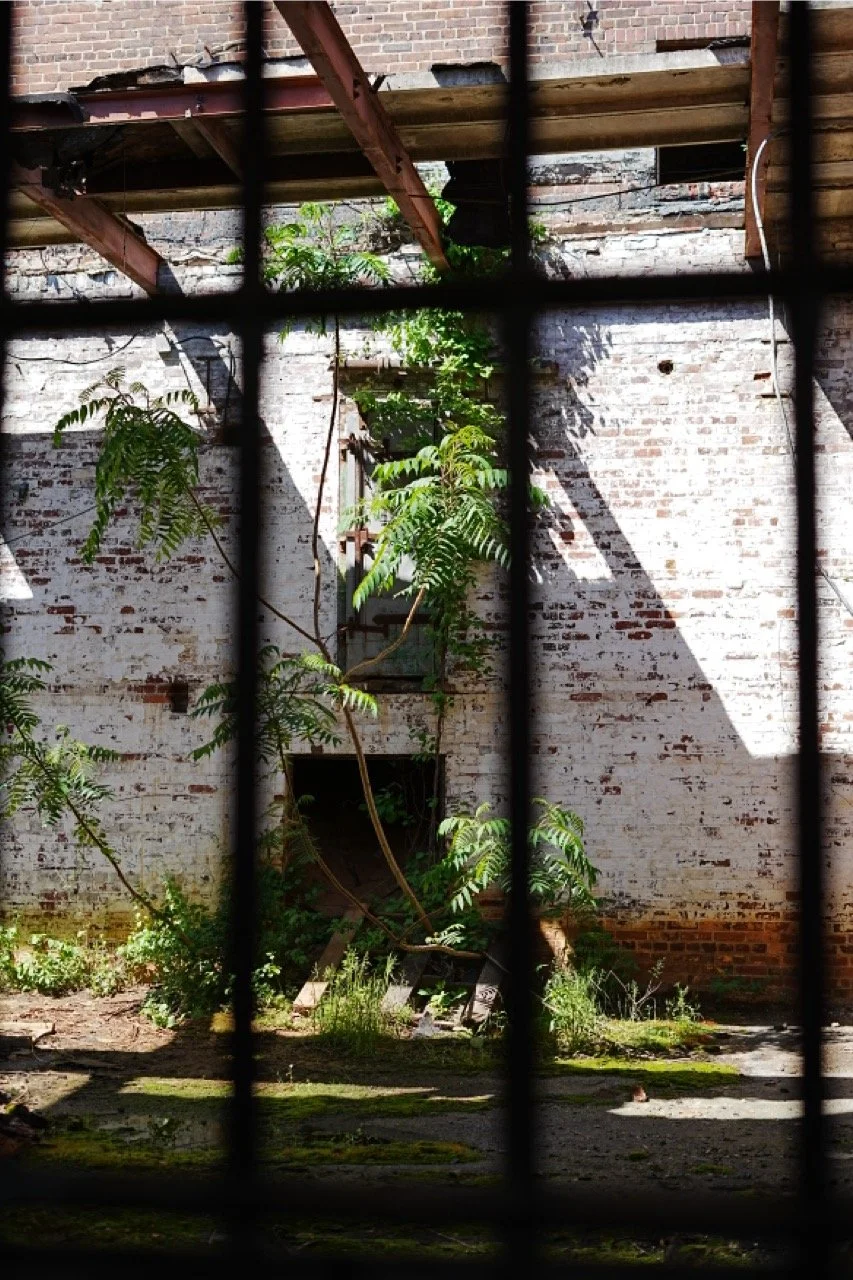 View of an abandoned brick building with overgrown plants through black metal bars.