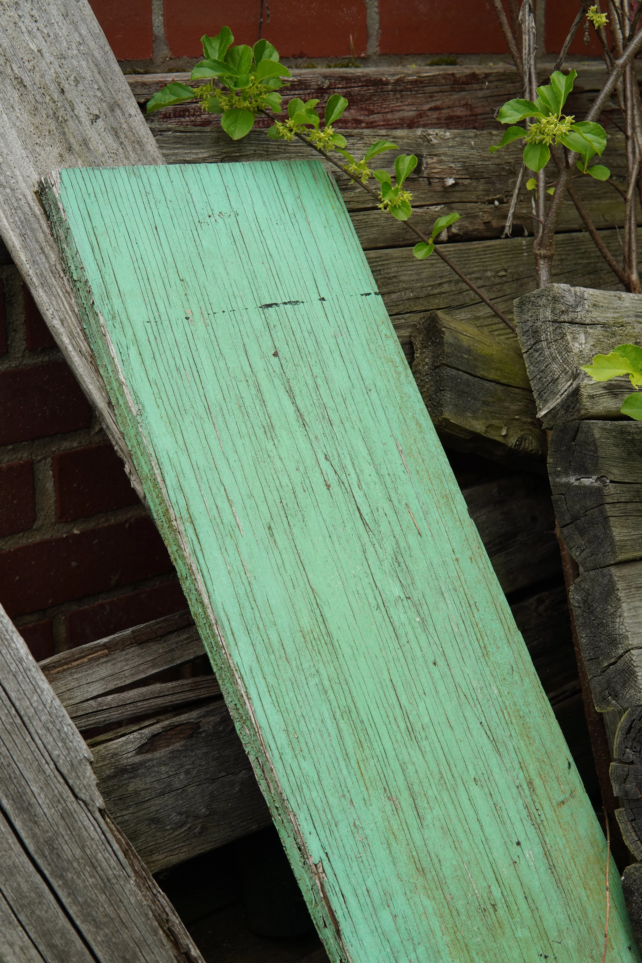 Close-up of weathered wooden planks, including a mint green painted board, with some green leafy plant limbs growing among the wood.