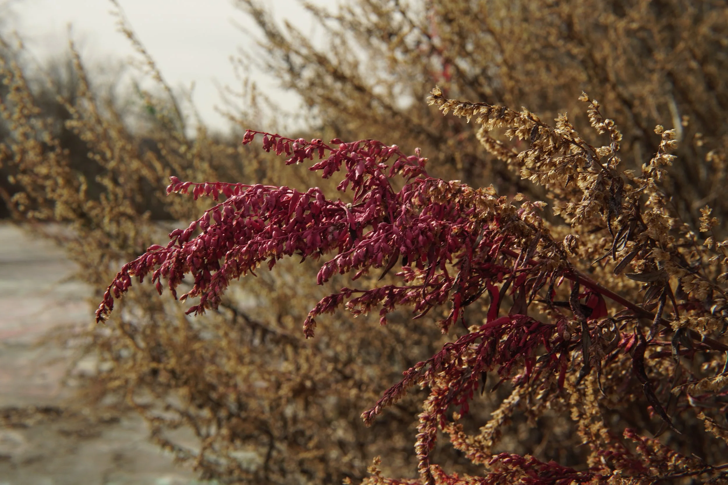 Close-up of red and brown dried plants or flowers.