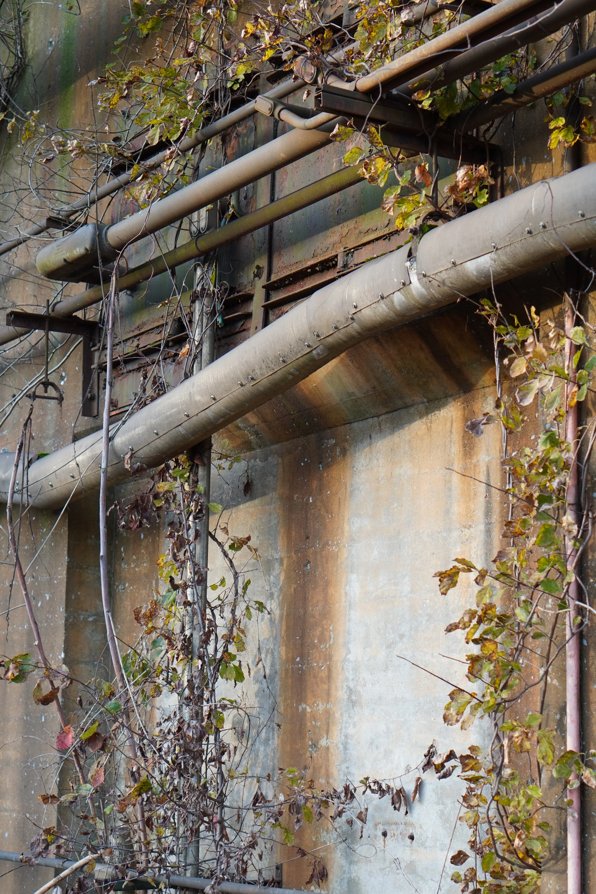 Close-up of a concrete wall with multiple rusted pipes and wires attached, overgrown with dry and green leaves and vines.