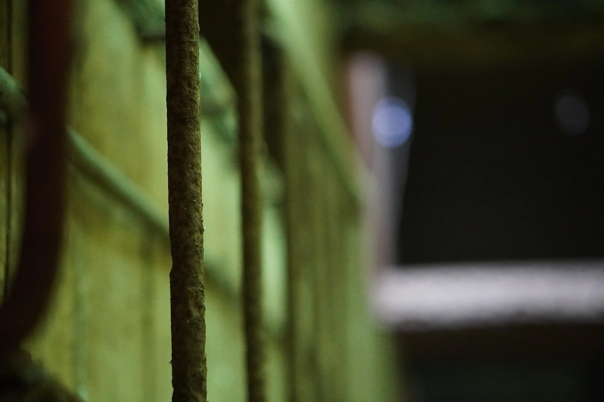 Close-up of green bamboo stalks with blurred background.
