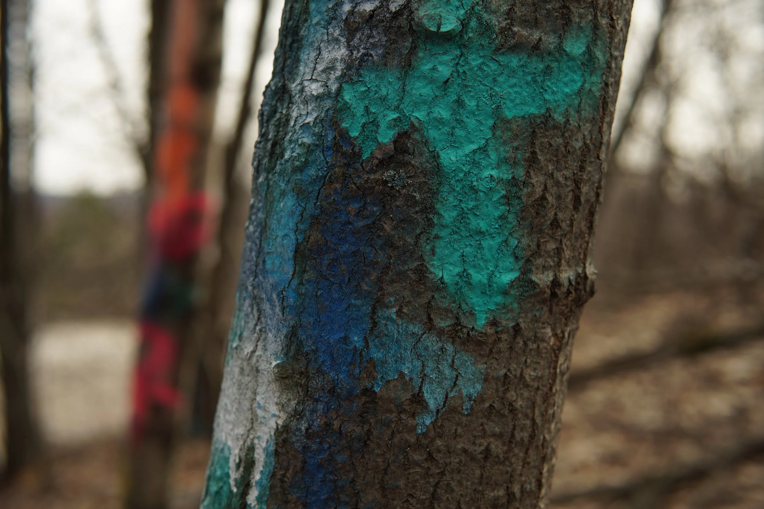Tree trunk painted with blue and green markings in a wooded area.