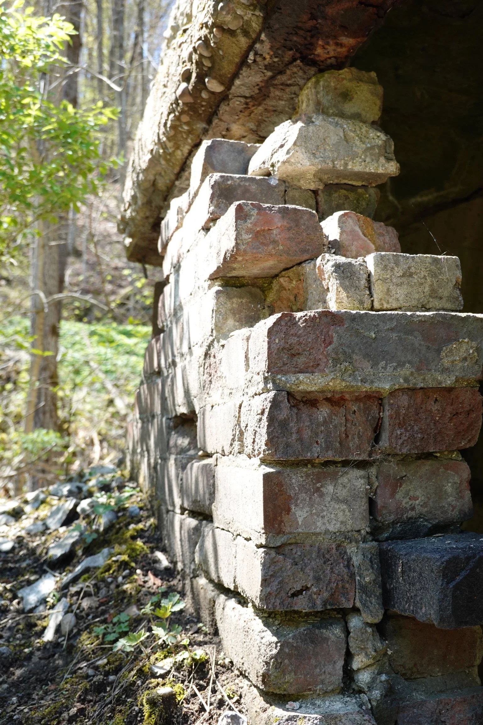 Close-up of a rustic brick wall with an overhanging tree branch, in a forest setting with trees and plants in the background.