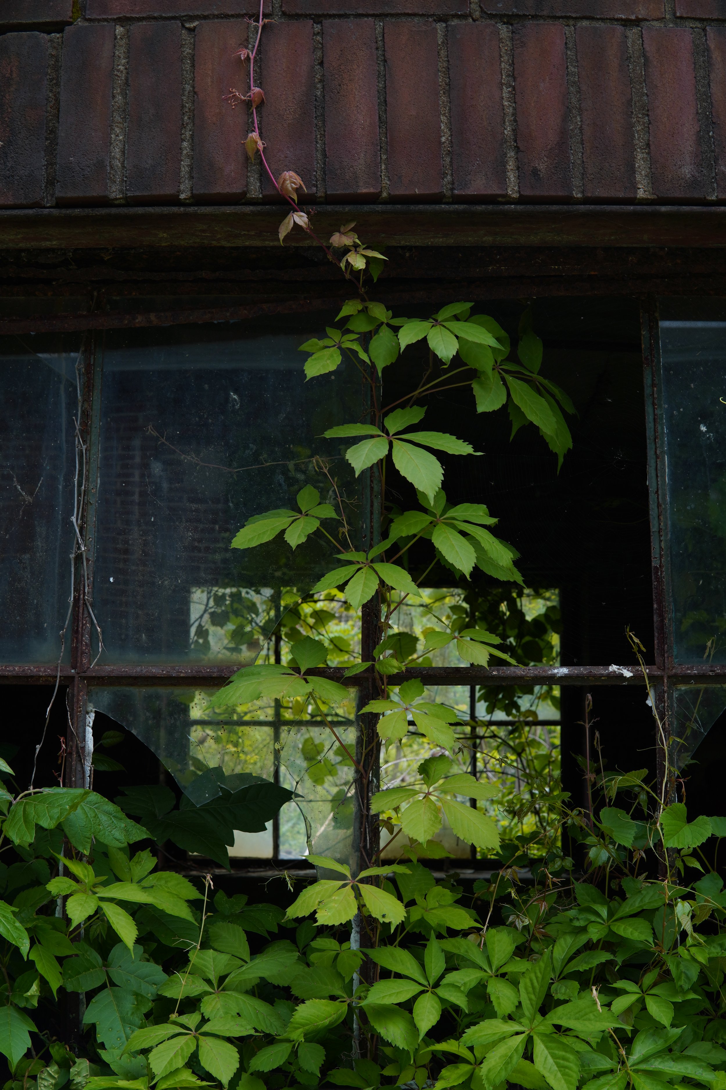 A close-up of a window with leaves and vines growing in and around it, with a red brick building above the window.