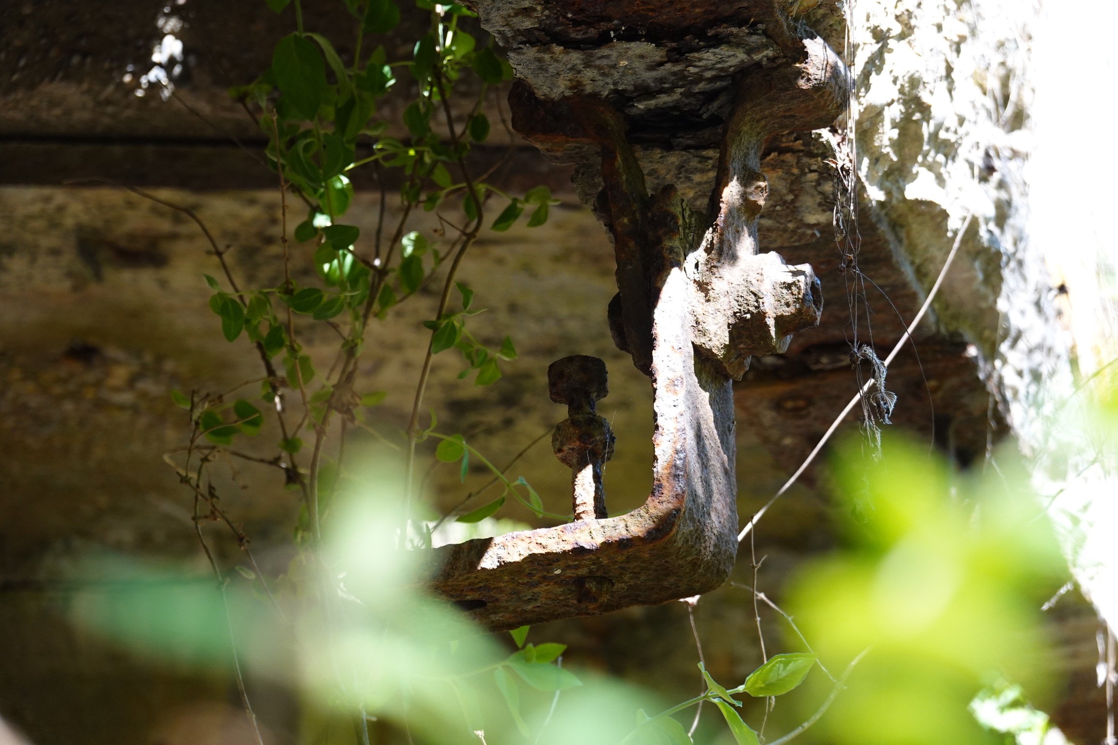 Close-up of a rusty metal fence with small green leaves growing through it, with a blurred background of more foliage and sunlight.