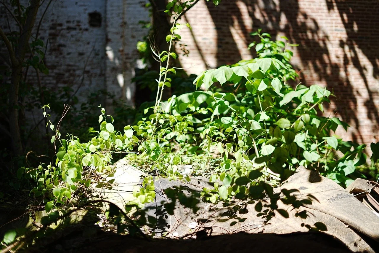 Green plants and vines growing amidst rocks in a sunlight-lit urban setting with brick walls in the background.