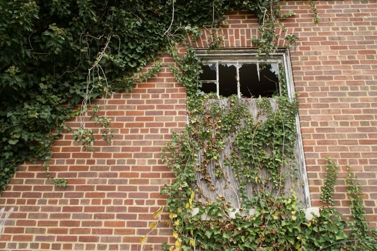A brick wall with overgrown ivy and a broken window with damaged wood and glass.