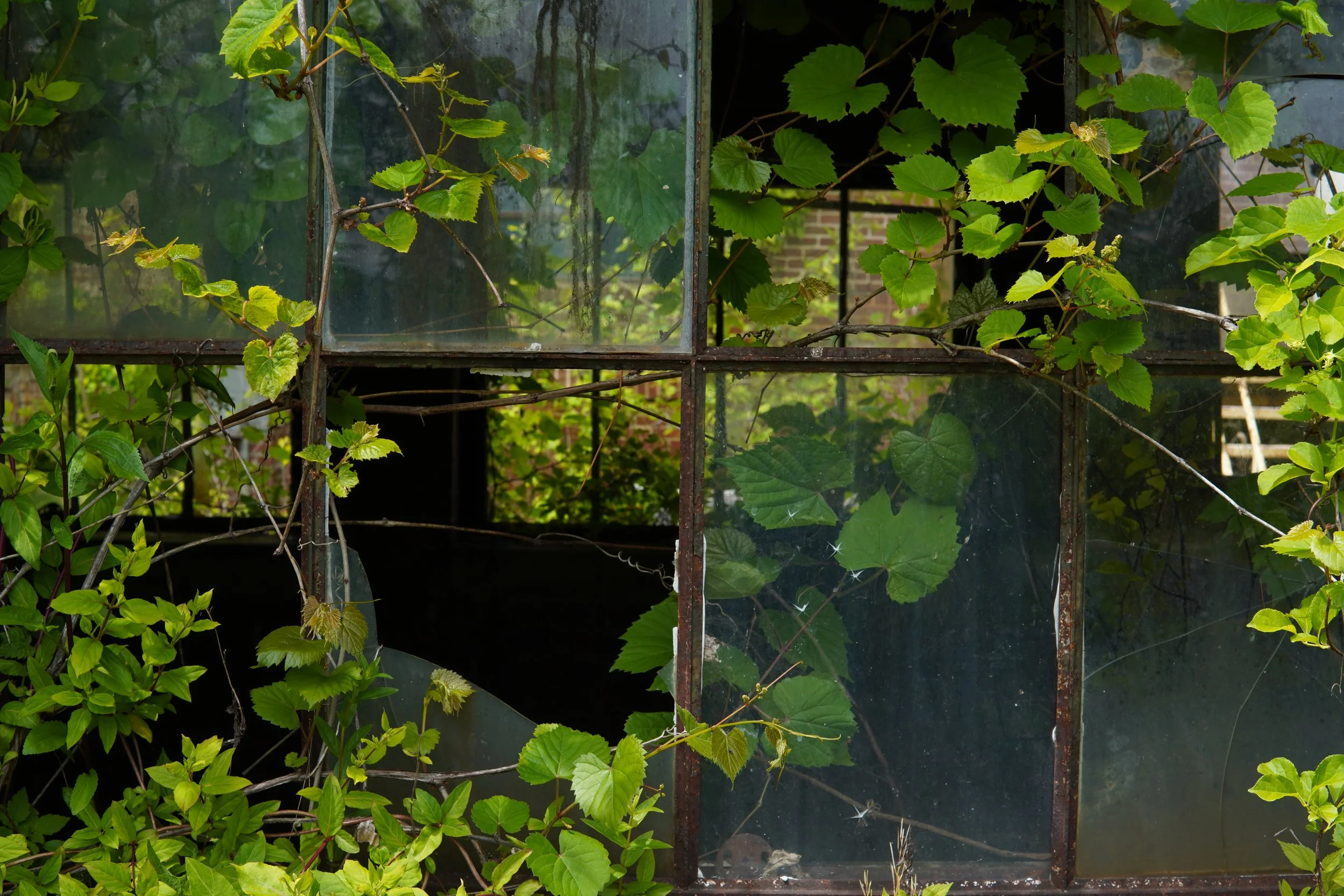 Vines with green leaves growing through rusty metal shelves with glass panes, some of which are dirty or broken.