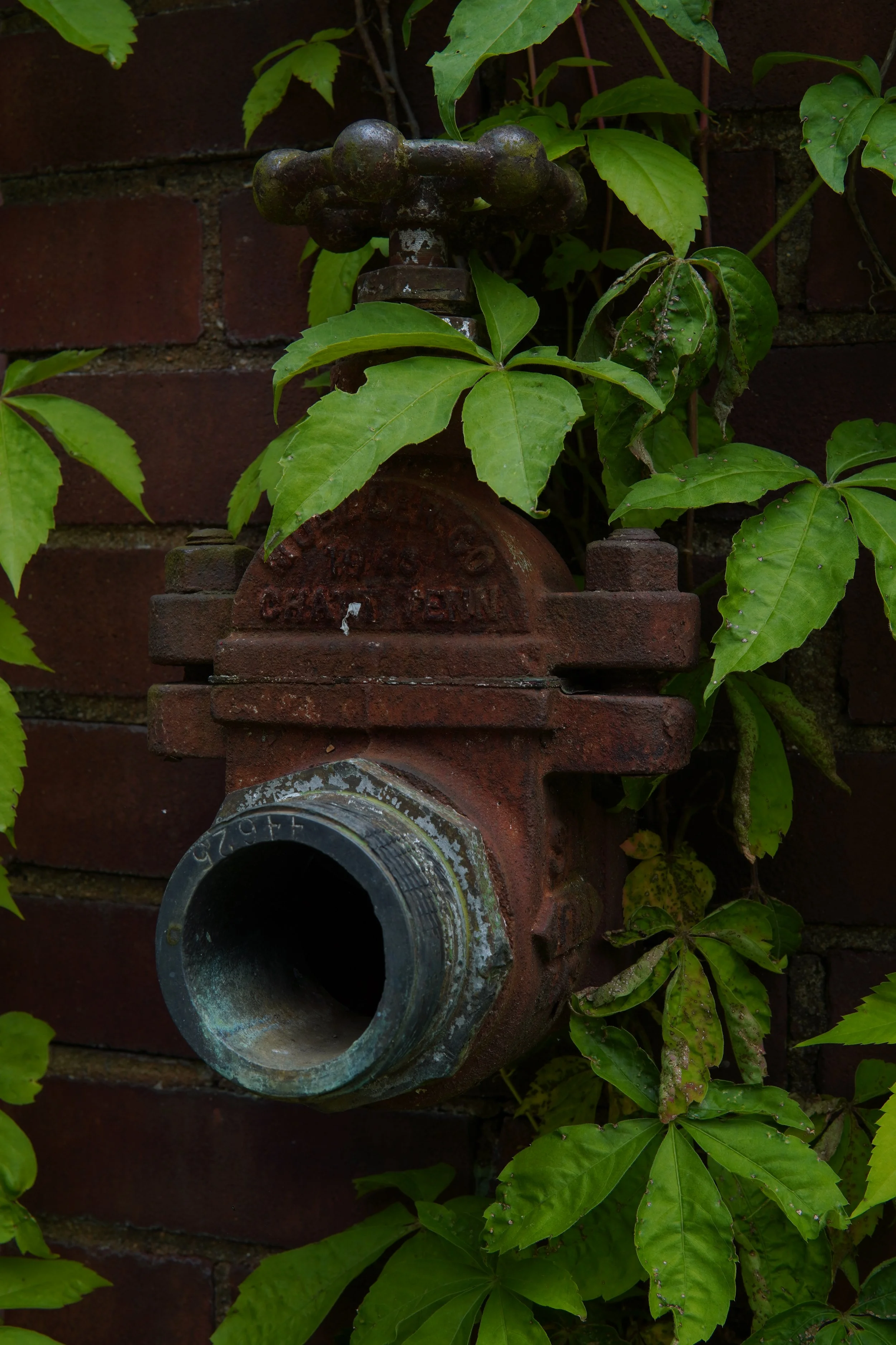 An old, rusted fire hydrant surrounded by green leaves and vines against a brick wall.