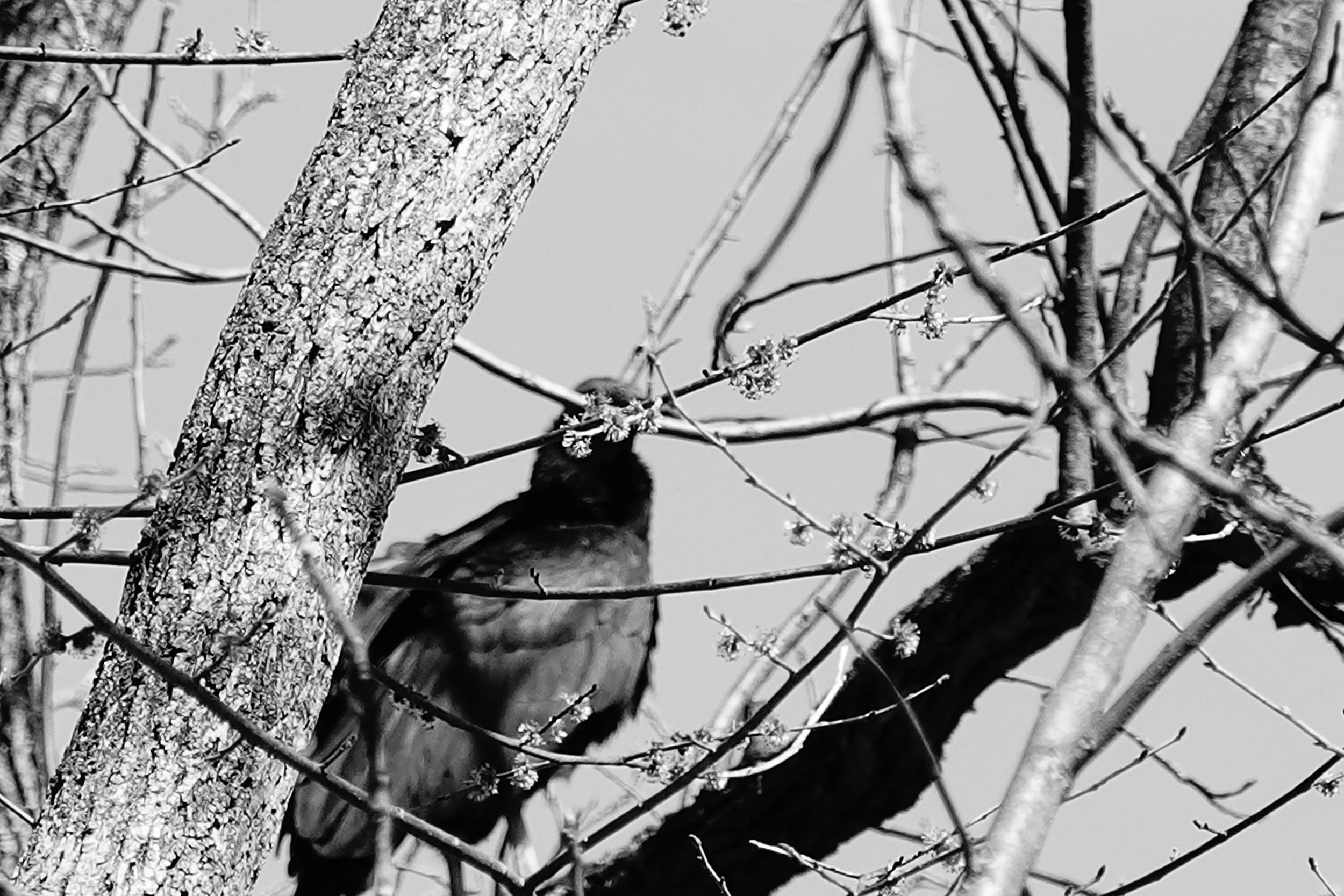 Black and white photo of a bird perched on a tree branch amidst multiple intertwined branches and a tree trunk.