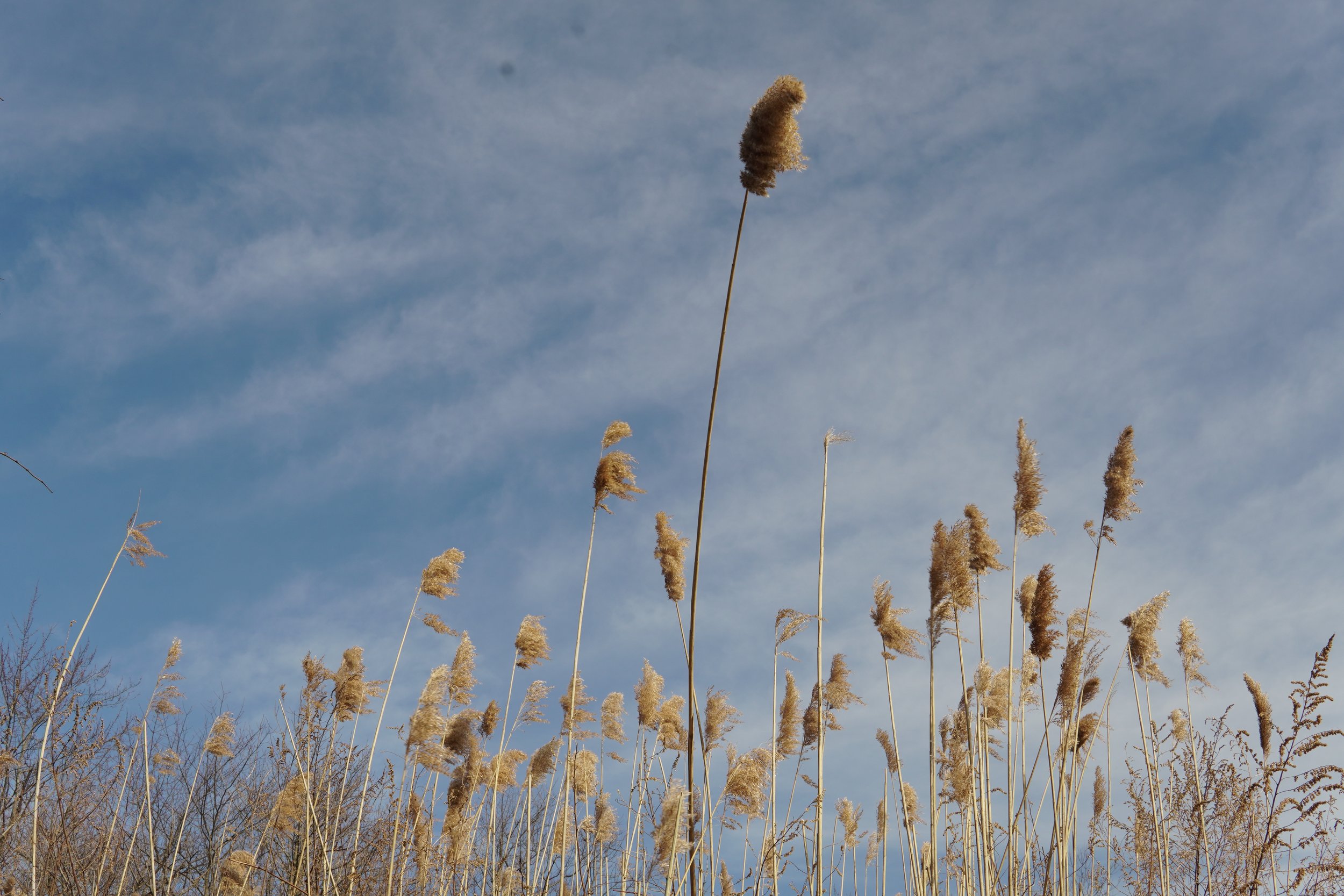 Tall, beige grass stems sway against a bright blue sky with light, wispy clouds.