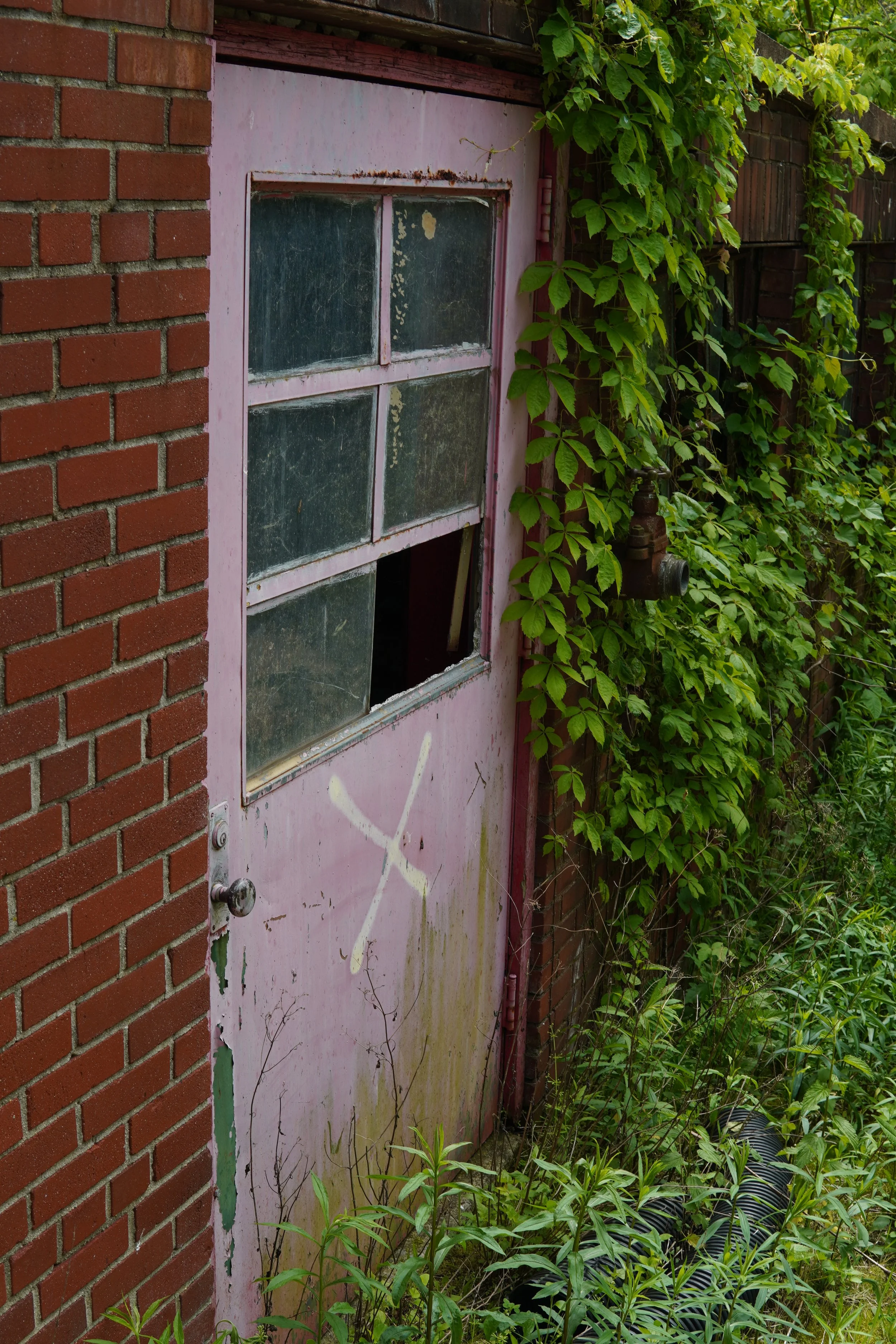An old, pink door with a broken window, surrounded by overgrown plants and vines on the right side, with a brick wall on the left side.