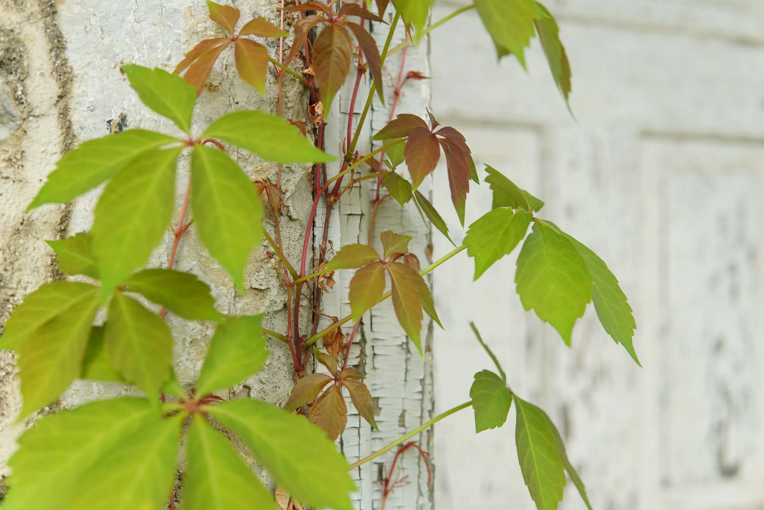 Green and reddish-brown leaves climbing a white brick wall.